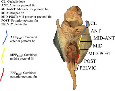 How the Devil Ray Got Its Horns: The Evolution and Development of Cephalic Lobes in Myliobatid Stingrays (Batoidea: Myliobatidae)